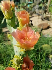 OPUNTIA BENTONII Padre Island Texas PRICKLY PEAR CACTUS NICE bloom Salmon/orange