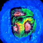 Corals of Eden WYSIWYG Live Coral Frag ~ Peace and War Favia Coral LPS SPS — photo 5