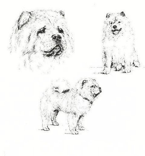 Chow Chow - CUSTOM MATTED - 1963 Vintage Dog Art Print  *
