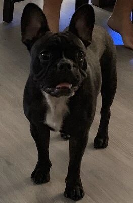 gumtree dogs north east