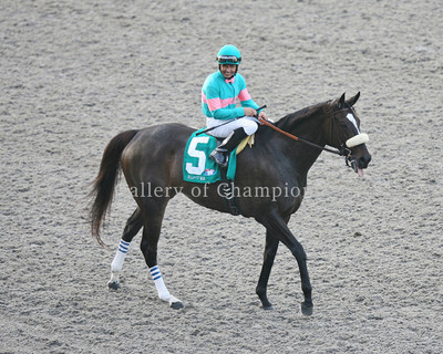 Zenyatta 2010 Clement Hirsch Post Parade Photo 8'' x 10 - 24'' x 30'' 