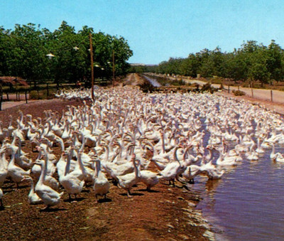 Vintage Postcard Stahmann Farms Del Cerro Brand Pecans La Mesa Arizona AZ Geese