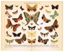 MOTH  Lepidoptera 1898 Antique Vintage Original  Print  Moths Peppered Moth