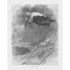 The Indian Tantalus Bird - Antique Print 1900