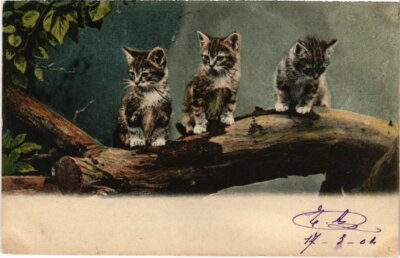 PC CATS THREE KITTENS ON THE TREE (a2152)