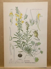 1886 ANTIQUE LITHOGRAPH ILLUSTRATION BOTANY FLOWER FLORA NATURE DECOR PICTURE...