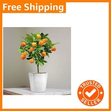Lovely 25cm Mini Orange Tree - Indoor Garden Charm with Fruiting Delight
