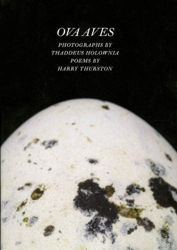 Таддеус Холауния из перьев (Taschenbuch)