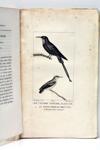 Histoire naturelle de BUFFON nouvel ordre CUVIER Tome 24e Planches Oiseaux 1826 - Picture 7 of 10