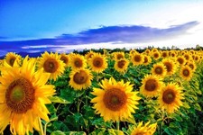 STUNNING SUMMER SUNFLOWERS FIELD CANVAS PICTURE POSTER PRINT UNFRAMED 135