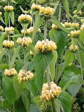 25 GRAINES DE SAUGE DE JERUSALEM PHLOMIS de Rusell plante  bio vivace