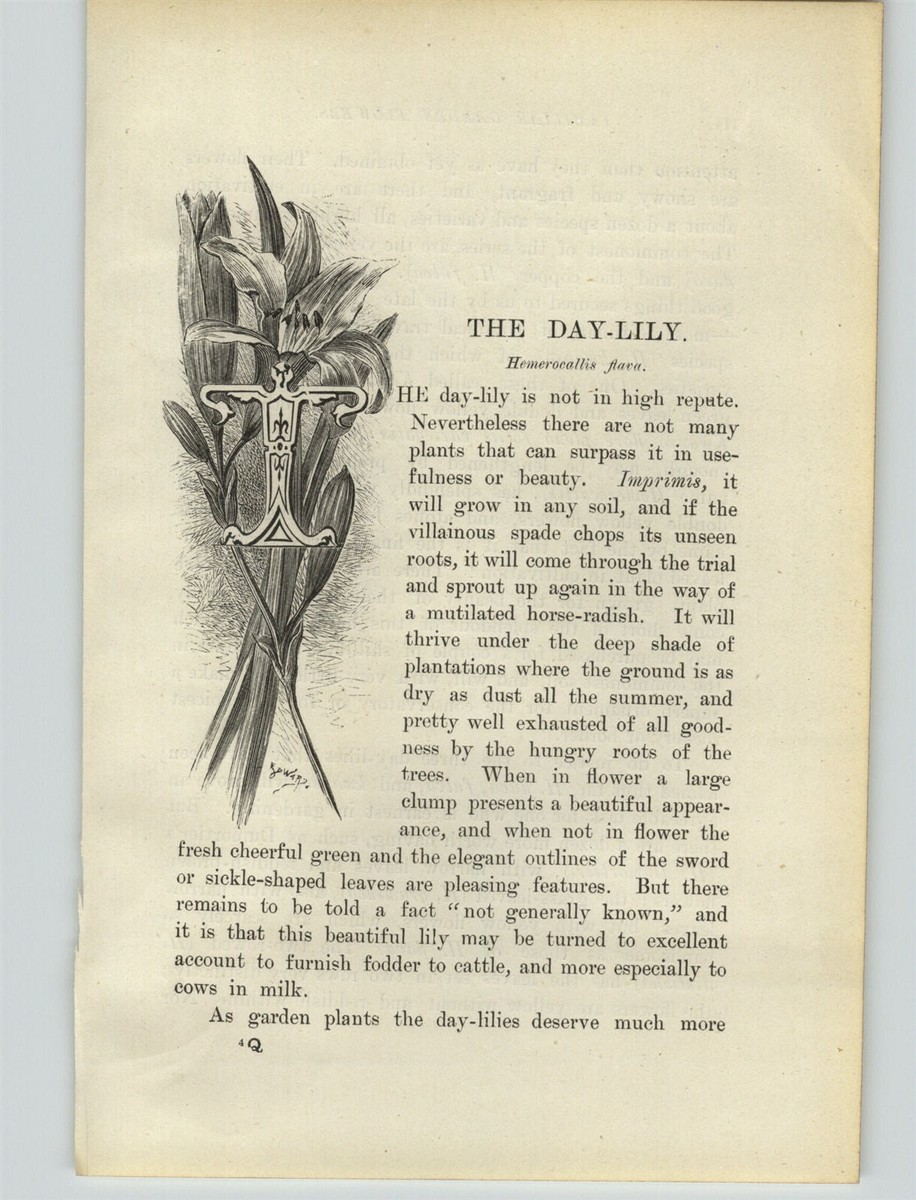 1880 Chromolithograph Daylily Day Lily Yellow Flower Botanical