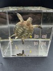 3D Wild Art Turtle With Fish Sculpture Underwater Scene! Stunning Was 300.00 New — photo 10