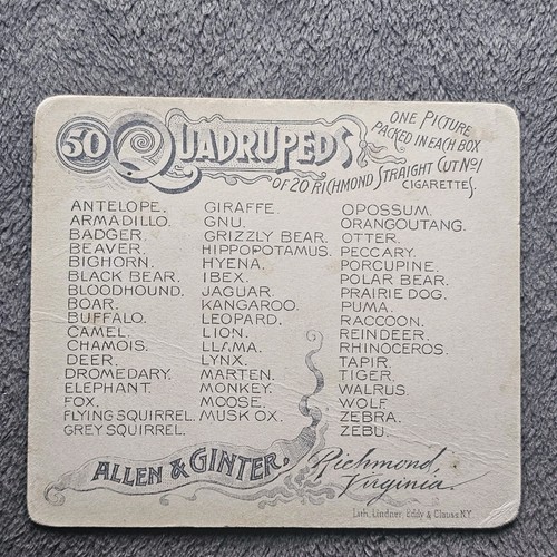 1888 N41 ALLEN & GINTER QUADRUPEDS " Rhinoceros " 1646 - Picture 2 of 2