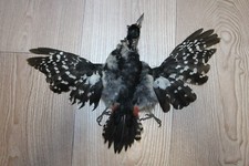 0098Pic à bois véritable peau de taxidermie avec PLUMES
