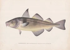 Original Antique Fish Print: Haddock by Sherman F. Denton 1907