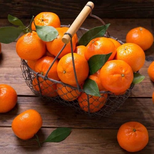 Sunburst Tangerine Grafted Plant Fruit Tree Tall 24 inchs - Picture 6 of 8