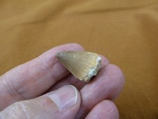 DF233-134) 1 Fossil MOSASAURUS Dinosaur tooth Mosasaur dino dig fossil teeth