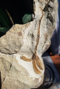 Ordovician Sea Crinoid Brittlestar Fossil Morocco Marine Over 400 Mill Yrs Old