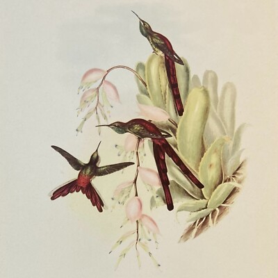 80+ YEARS OLD! Gould Hummingbirds 1940s Lithograph PHAON COMET