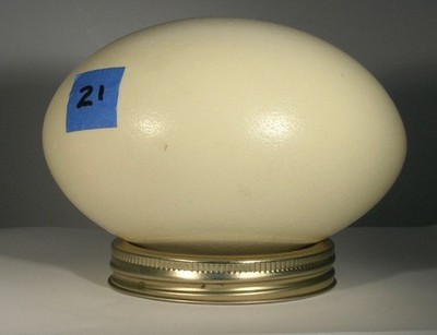 Rare Blown Rhea Egg  Shell #21.  Egg in photo is the one you receive.