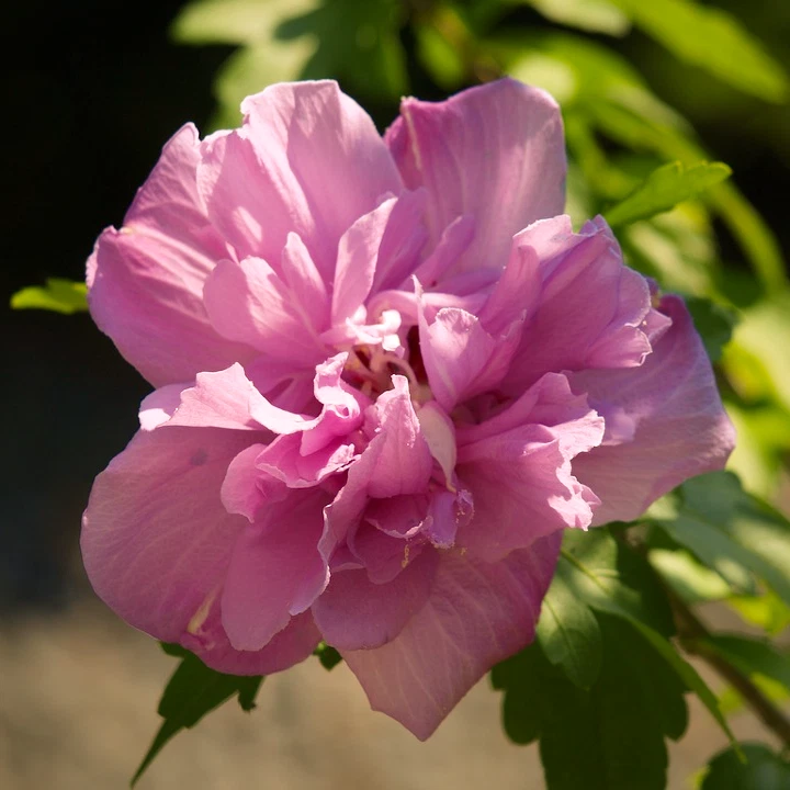 Hibiscus mutabilis (Cotton Confederate Rose) 50 - 2000 Seeds • Garden Flowers UK - Image 4 of 4
