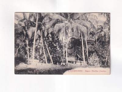 F2728) Postcard COCHINCHINE SAIGON Viatnam - Thu Due Cocotiers OLD