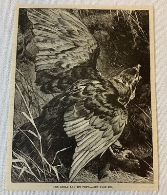 1886 magazine engraving ~ THE EAGLE AND ITS PREY