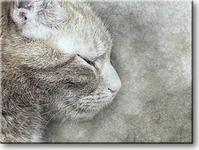 Cat Sleeping Picture on Stretched Canvas, Wall Art D cor, Ready to Hang