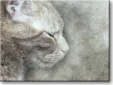 Cat Sleeping Picture on Stretched Canvas, Wall Art Décor, Ready to Hang