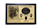 Civil War U.S. Cartridge Box Plate Bullets found in Middle TN in Display Case #1