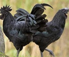 7 Purebred of Ayam Cemani, organic, unwashed Hatching eggs.