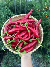 Gochujang King Pepper Seeds 