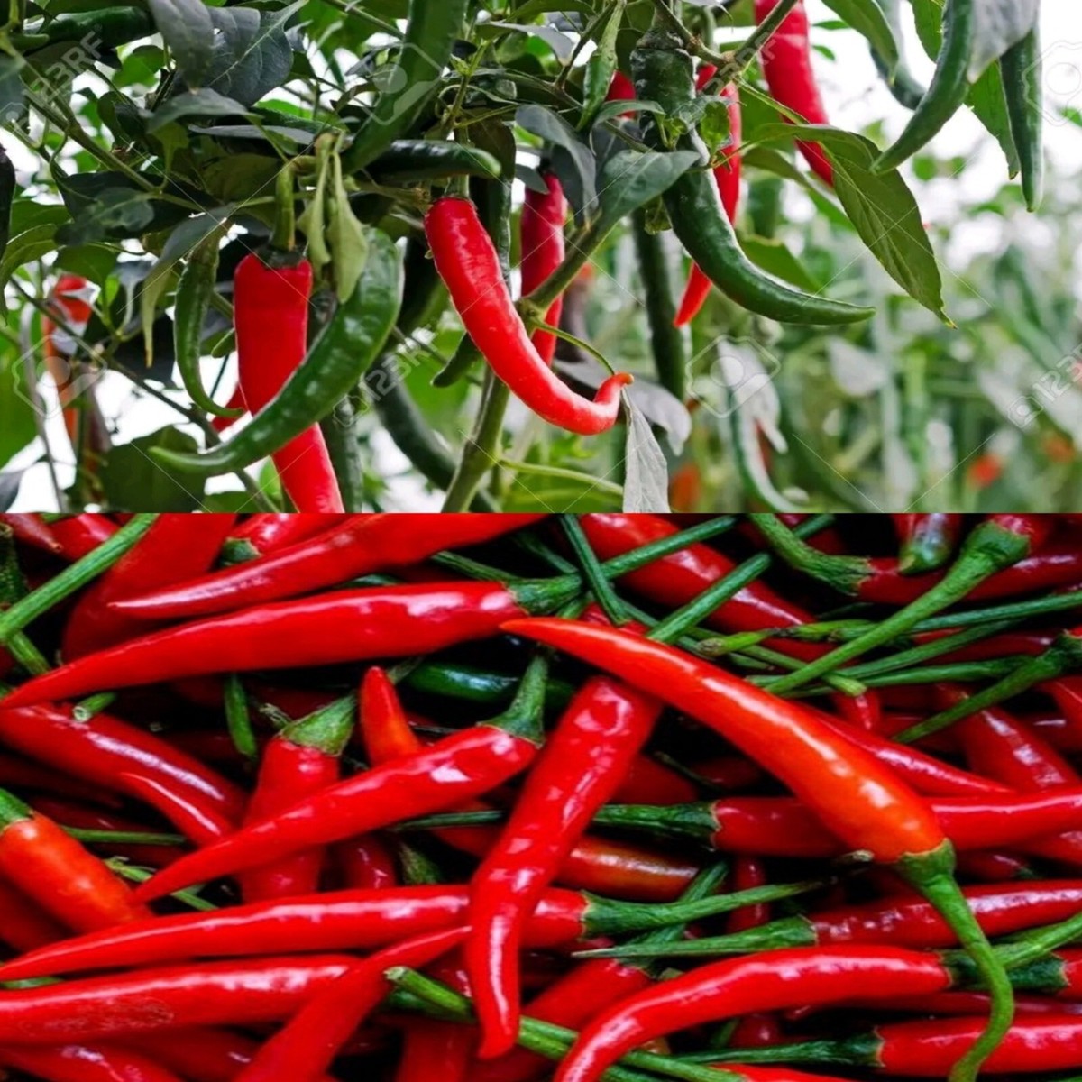 200+ Green Chilis Seeds Fresh Organic Chili Pepper seeds Pure