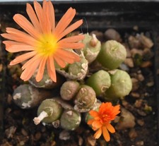Conophytum ectypum 'tischleri' R&Y 1660  - 2025 Harvest - 20 Fresh Seeds, Mesemb