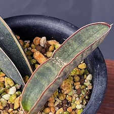 Real Picture Sansevieria Hahlii Pink Bat Rare Uniqe Snake Plant