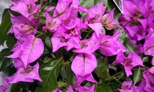 Bougainvillea glabra sanderiana|14cm potted plant | Climber
