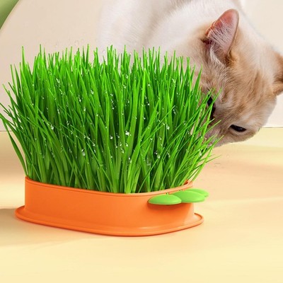 Hydrokultur Katzengrasbox Keimschale Boden Katzenminze Anzuchtbox Karottenform
