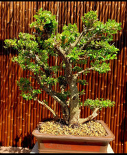 Japanese Boxwood Bonsai Exquisite - Must-Have! 27