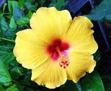 🌺🌺 MADAGASCAR hibiscus MOSCHEUTOS mallow Malvaceae STARTER Live PLANT US ship