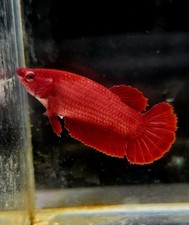 Live Betta fish Super RED HMPK Female 045