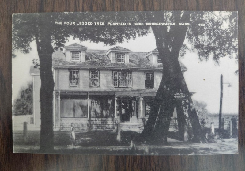 Bridgewater Massachusetts Four Legged Tree Planted 1830 Vintage Litho Postcard