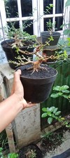 Real Picture Bonsai Premna Microphylla  Bonsai Tree  Bonsai Premna Mame