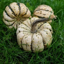 10 Graines - Courge Patidou Sweet Dumpling - Semences Paysannes - BIO