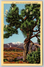c1940s Joshua Palm Desert California Linen Postcard