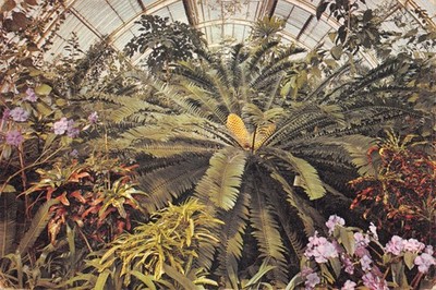 BLUMEN POSTKARTE KÖNIGLICHER BOTANISCHER GARTEN KEW KONTINENTALE GRÖSSE GD + SEHR GUT