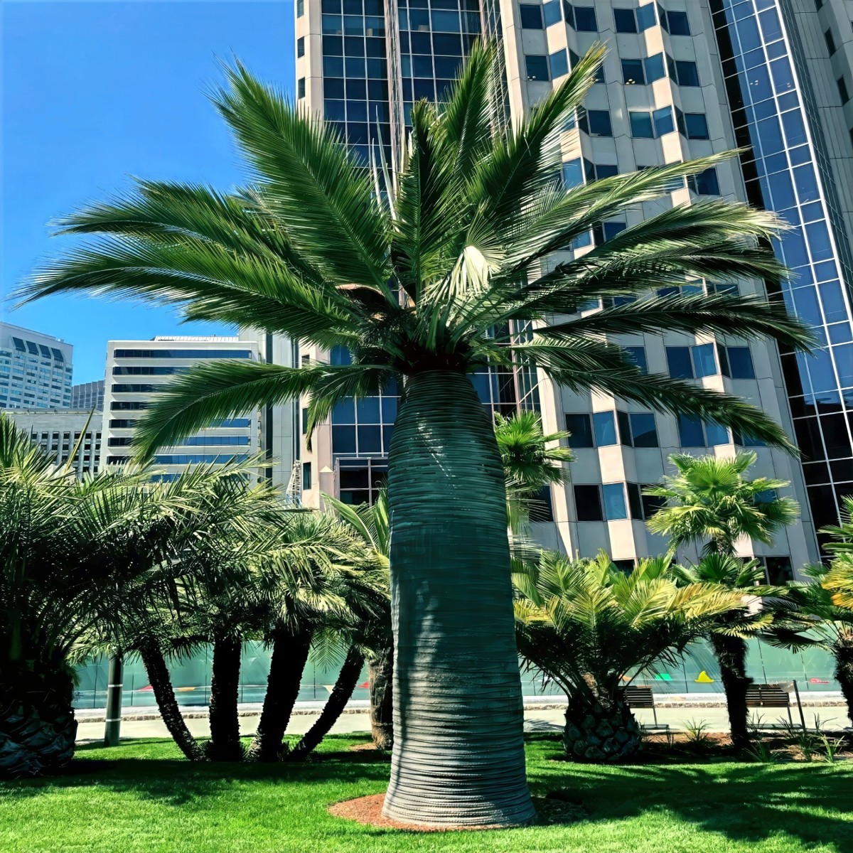 Chilean Wine Palm Tree Seeds (Jubaea chilensis) Largest Palm in