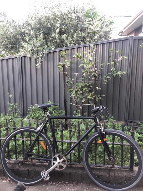 reid single speed bike