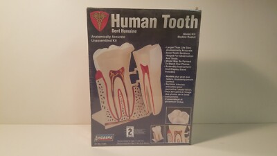Lindberg Human Tooth Anatomically Accurate Model Kit