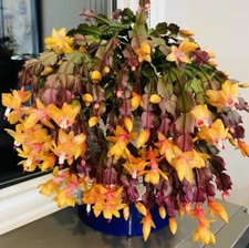 Yellow Christmas Cactus Live Plant - 5-6" Tall - Ship No Pot - Schlumbergera